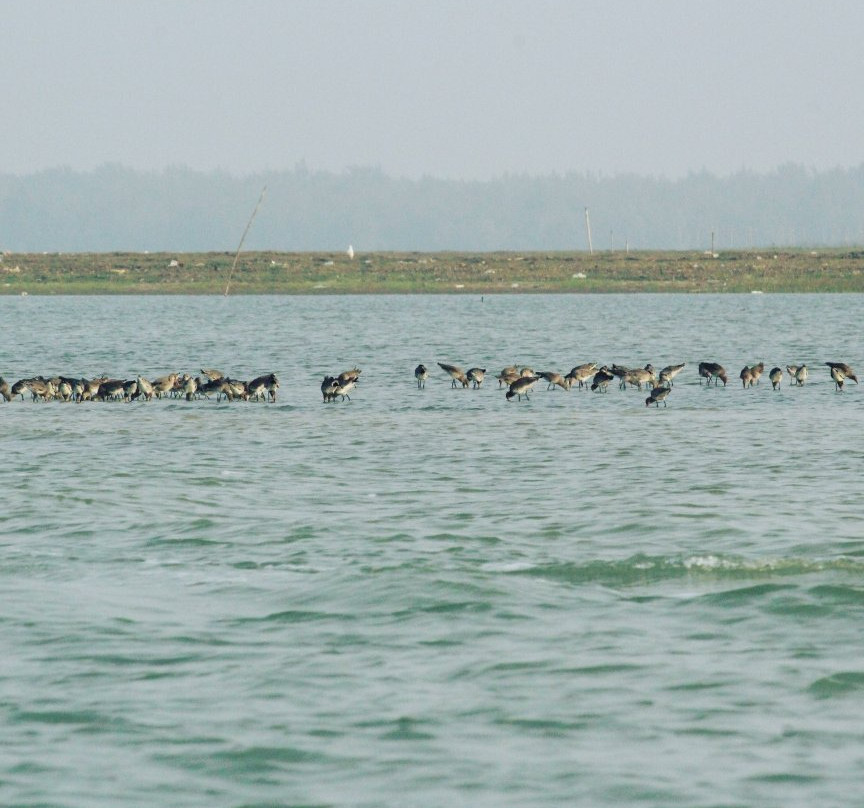 Chilika Lake景点图片