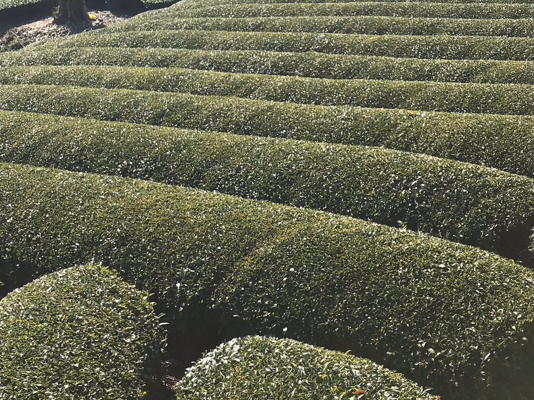 Mt. Jubu-和束町必去景点