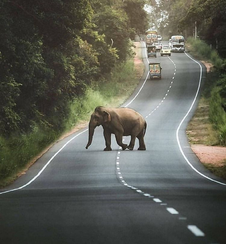 Sarath Safari Sigiriya-锡吉里亚必去景点