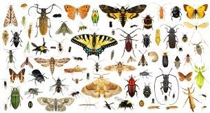 Entomologia da FEIS/UNESP Museum景点图片
