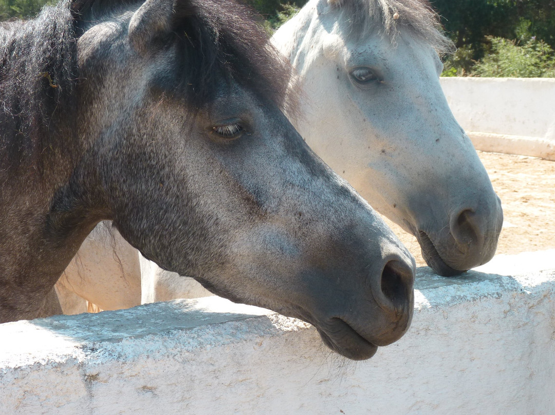 Horseriding Georgoupolis/ Grillo's Stable景点图片