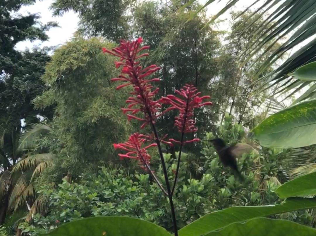 La Maison Creole主图