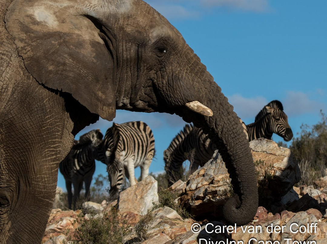 Dive Inn Diving & Touring-Plumstead必去景点