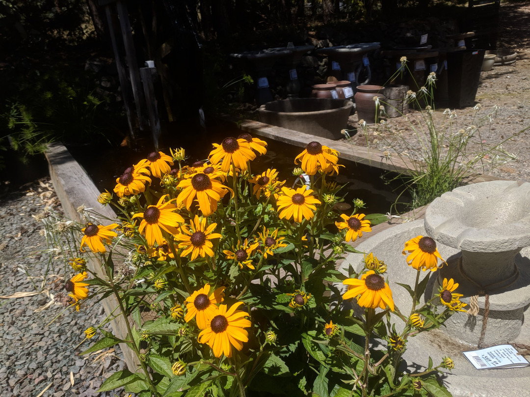 Hughes Water Gardens-图拉丁必去景点