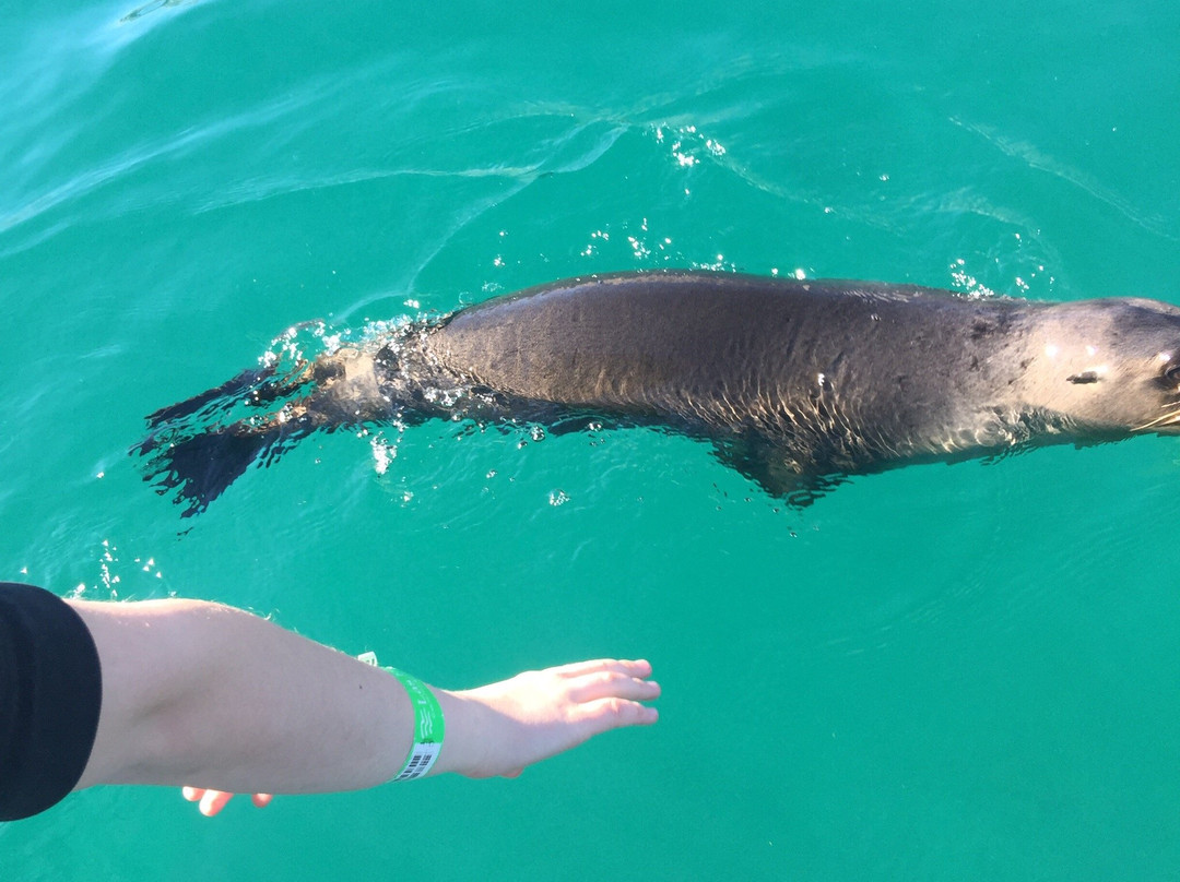 Isla San Jorge-佩纳斯科港必去景点