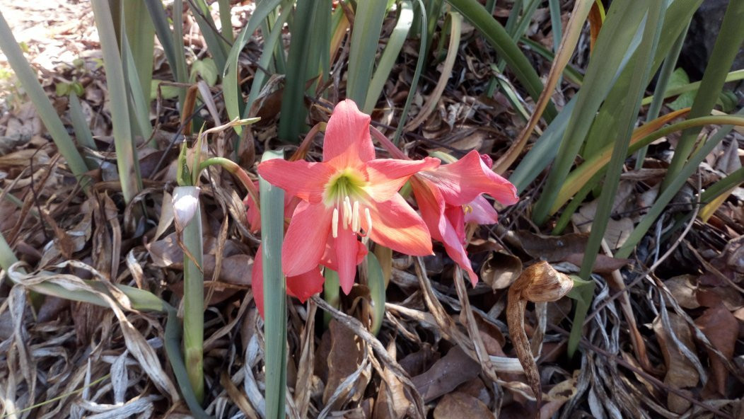 Ilet la Mere-卡宴必去景点