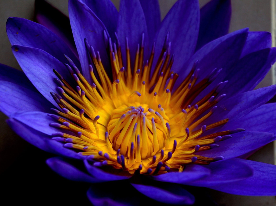 Tours Ceylon Kandy-拉非尼亚山必去景点