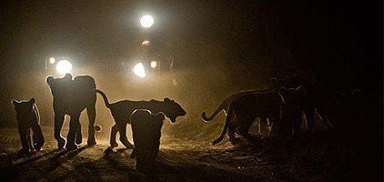 Kruger National Park Night Drive-玛洛斯帕克必去景点