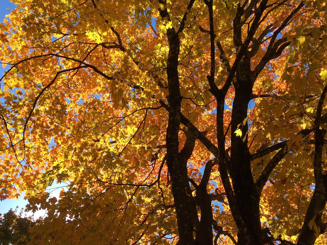 Maplewood Cemetery-Harrison必去景点