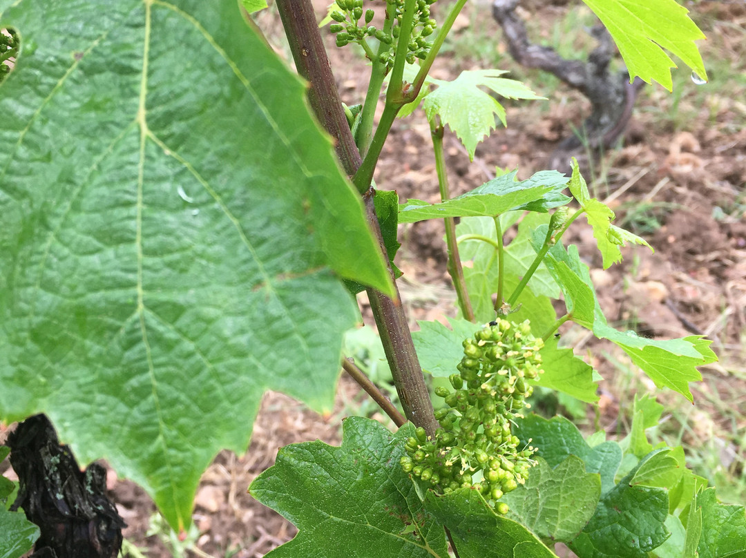 Closerie de Chanteloup - Brasserie d' Amboise-昂布瓦斯必去景点