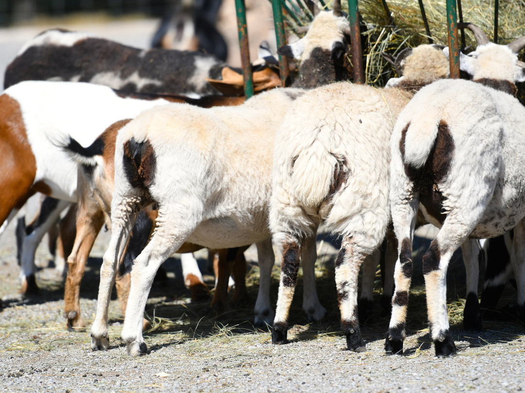 Critter Lane-Valles Mines必去景点