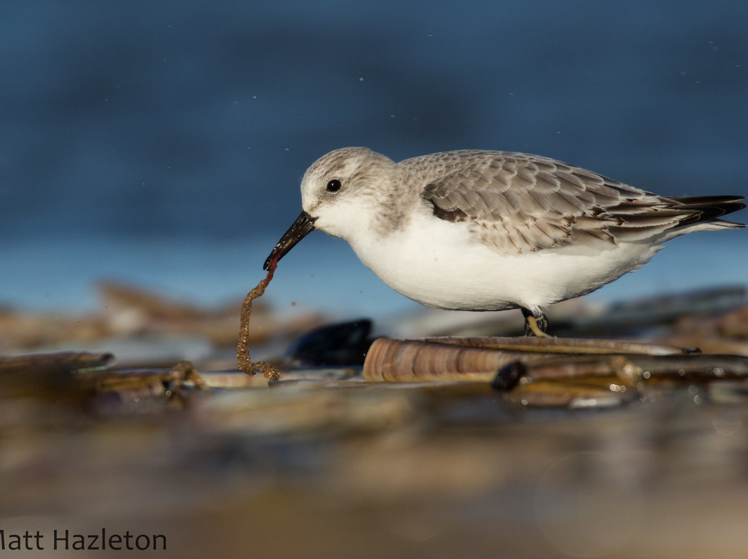 RSPB Titchwell Marsh景点图片