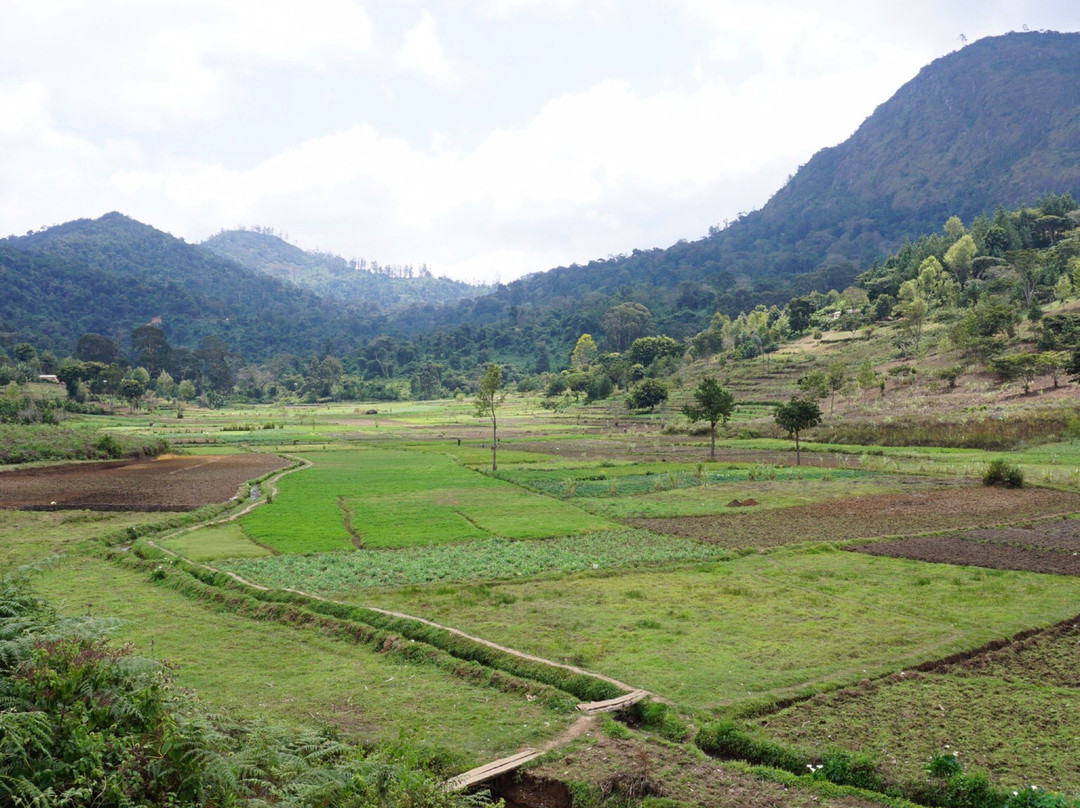 Friends of Usambara Society景点图片