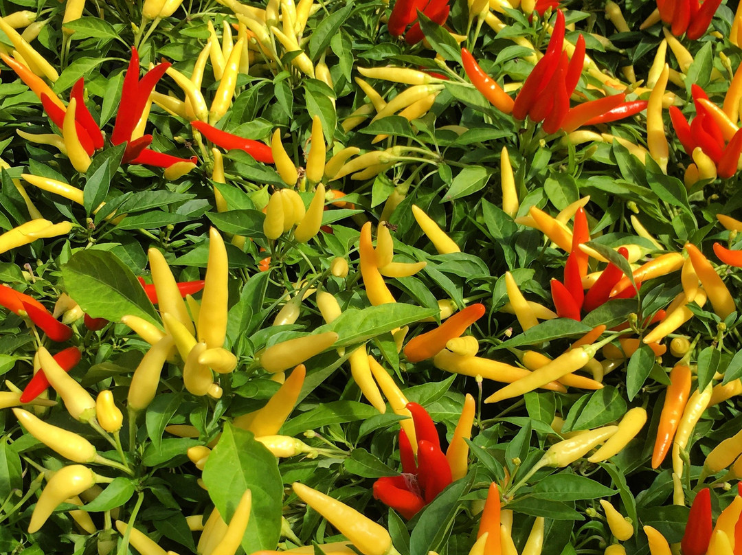 Tendercrop Farm景点图片
