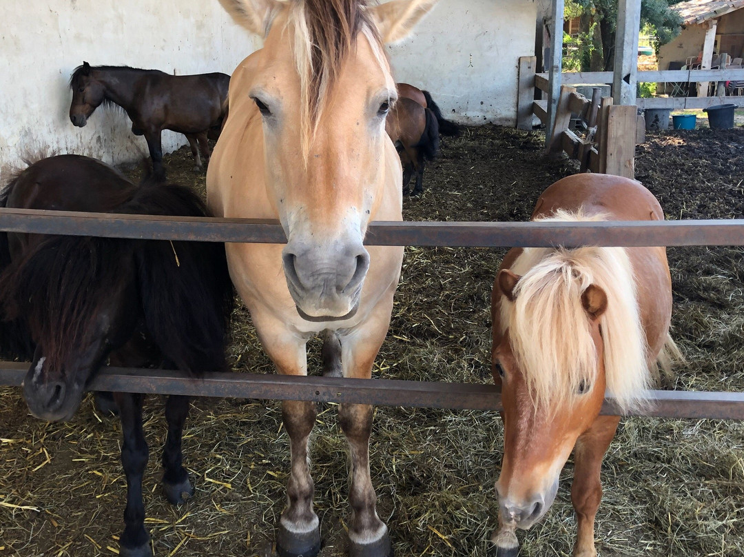 Centre Equestre de Magali景点图片
