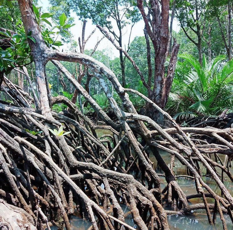 Kampong Sungai Bunga Water Village景点图片
