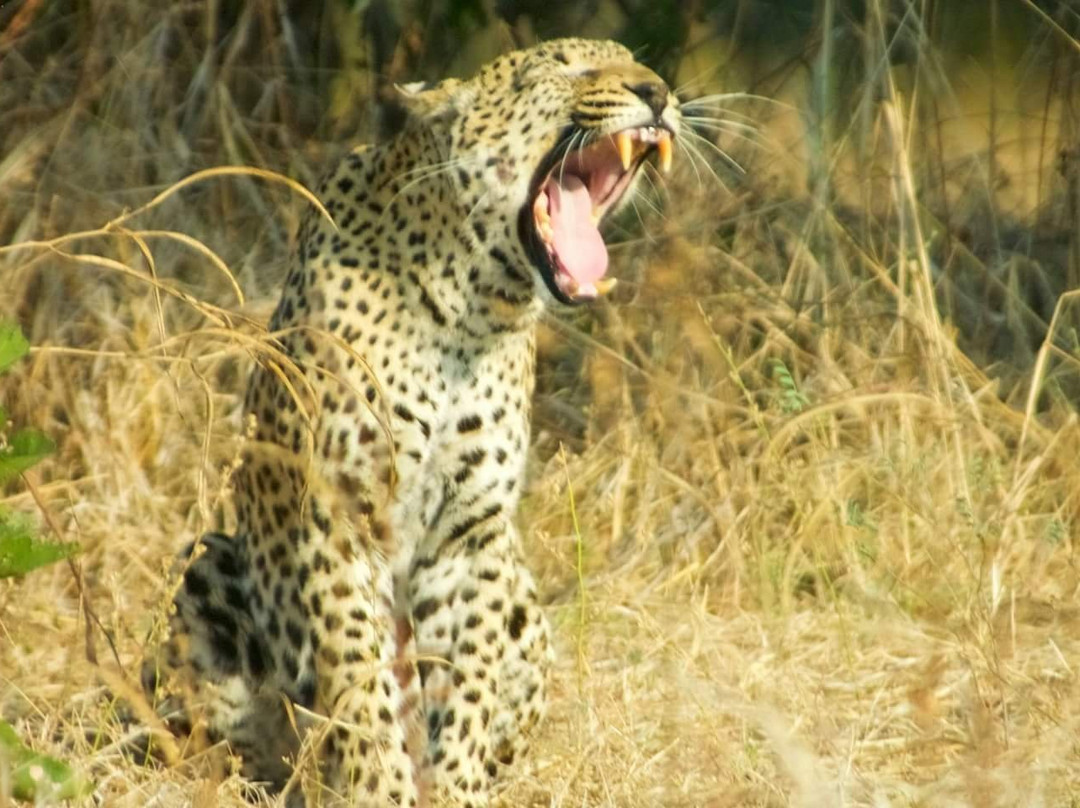 Absolute Zambia Safaris-卢萨卡必去景点