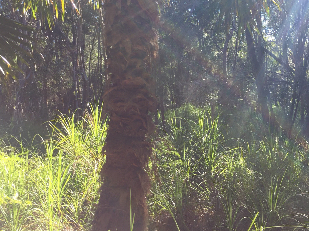 The Crommelin Native Arboretum景点图片
