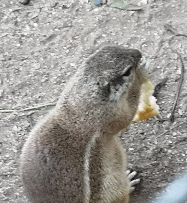East London Zoo-东伦敦必去景点