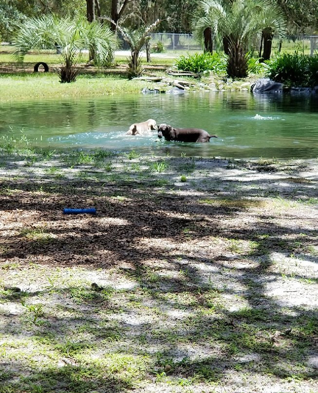 Bark Central Dog Park-因弗内斯必去景点