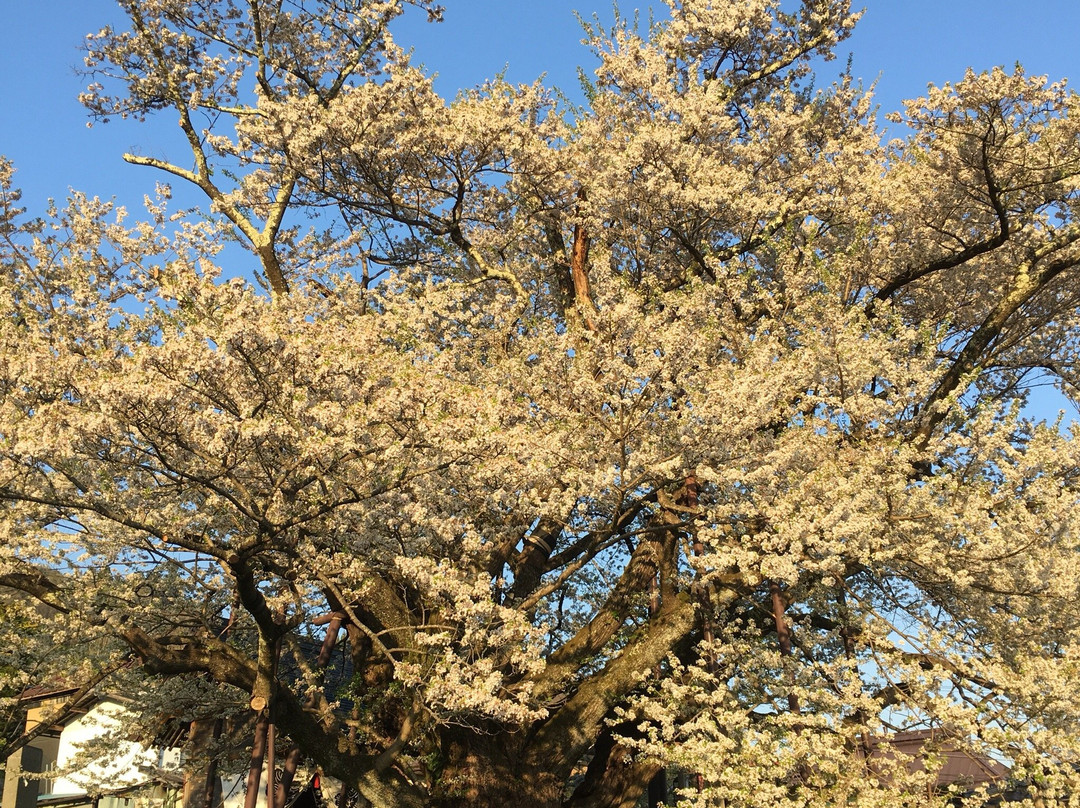 Jindaizakura of Suzakura Shrine-长野县必去景点
