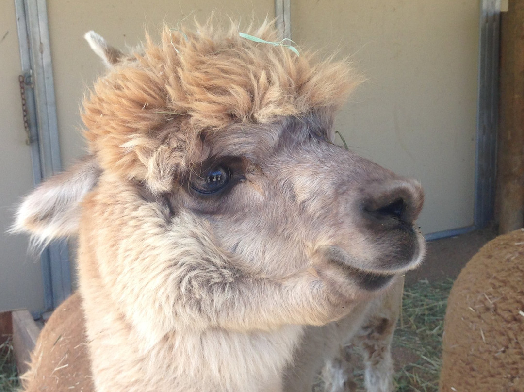 Adorable Alpacas-特哈查比必去景点