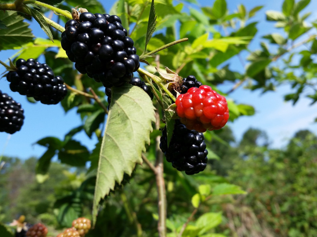 Cox Berry Farm & Nursery-Clarksville必去景点