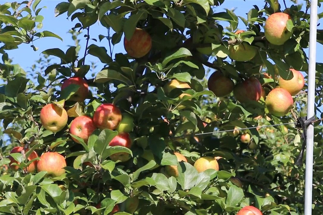 Hillcrest Orchard景点图片