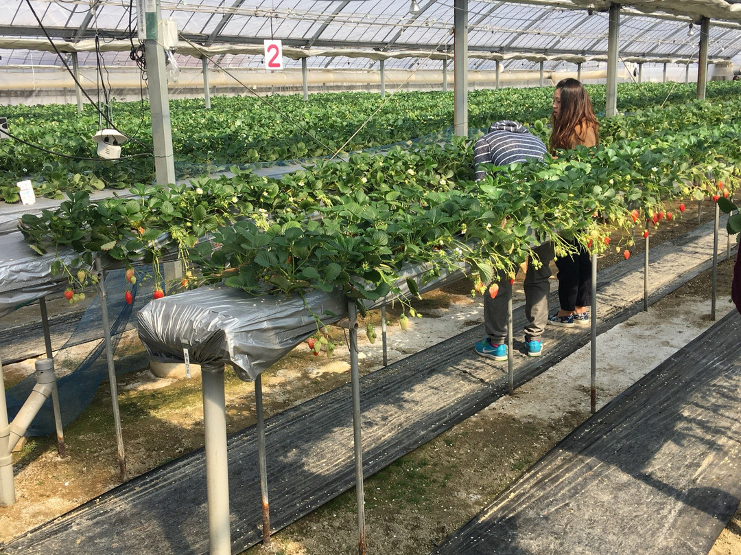 Yasuhara Strawberry Farm景点图片