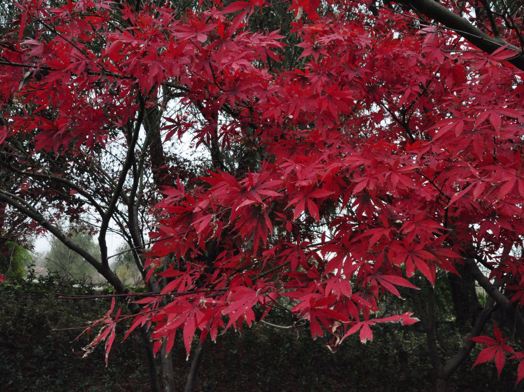 君山岛-岳阳市必去景点