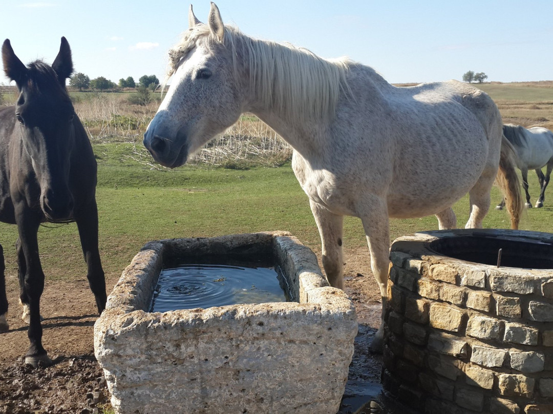 Ceadir-Lunga旅游攻略图片