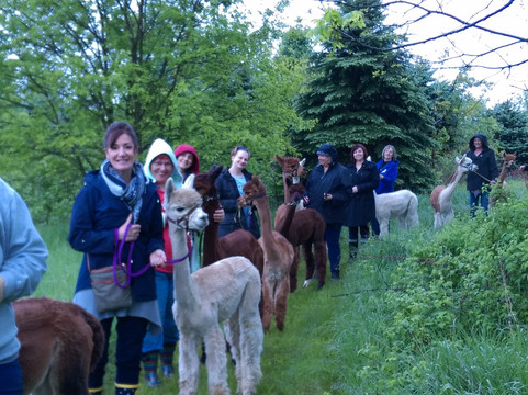 Graystone Ridge Alpacas-Manheim必去景点