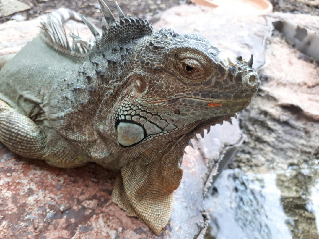 The National Reptile Zoo-Gowran必去景点