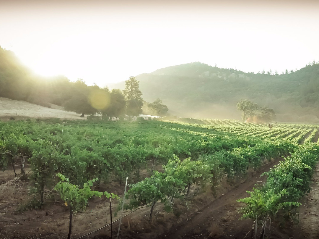Calaveras Winegrape Alliance景点图片