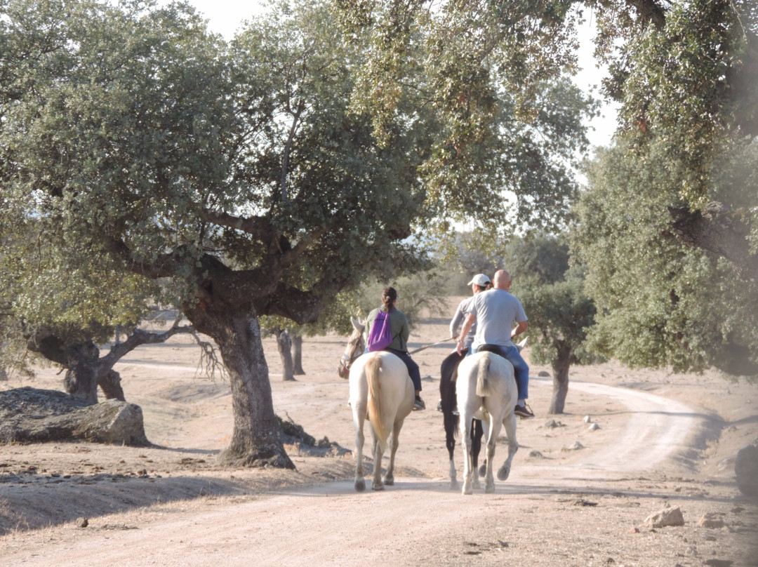Activities Barbancho - Horseback Riding景点图片
