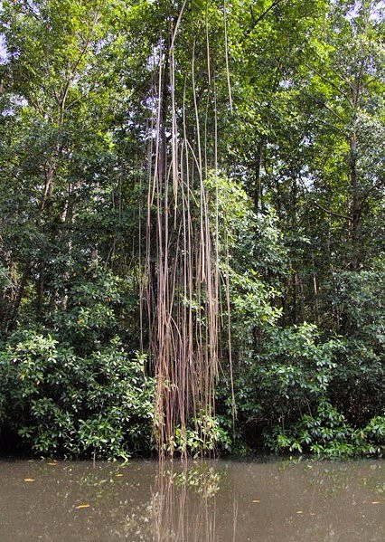Akanda National Park-利伯维尔必去景点