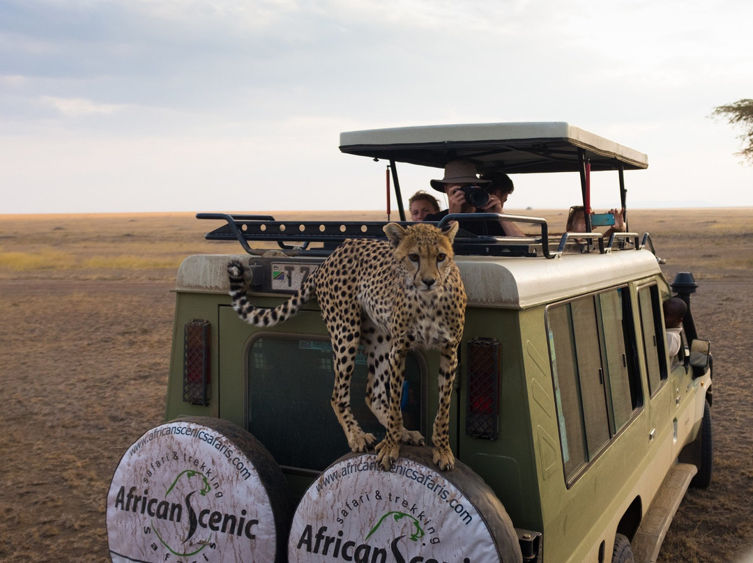 African Scenic Safaris景点图片