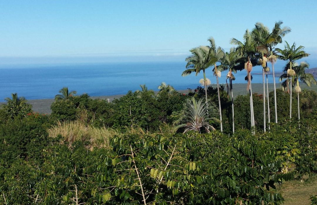 Pele Plantations-卡慕也拉必去景点