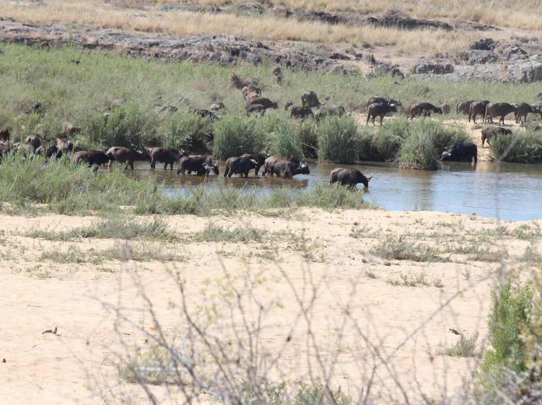 Safari's Direct-克鲁格国家公园必去景点