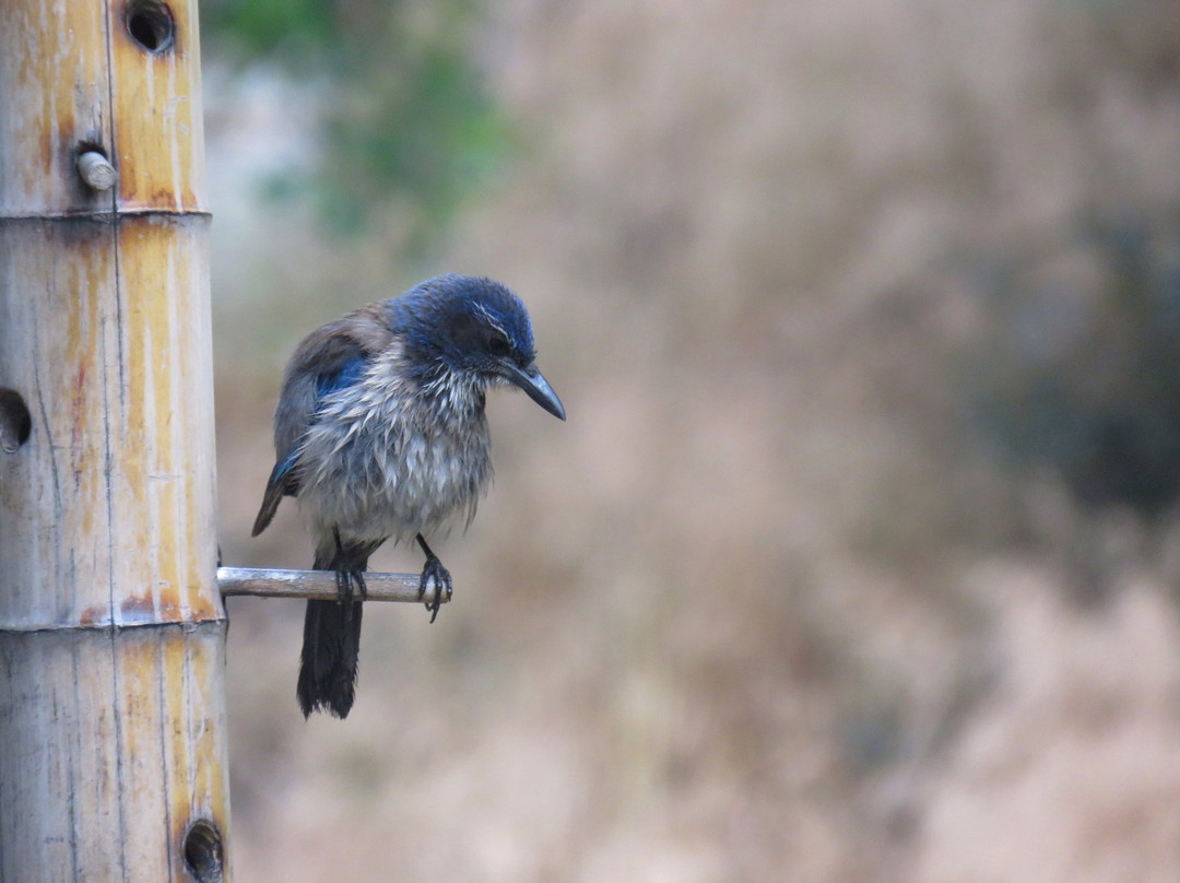 Stough Canyon Nature Center-伯班克必去景点