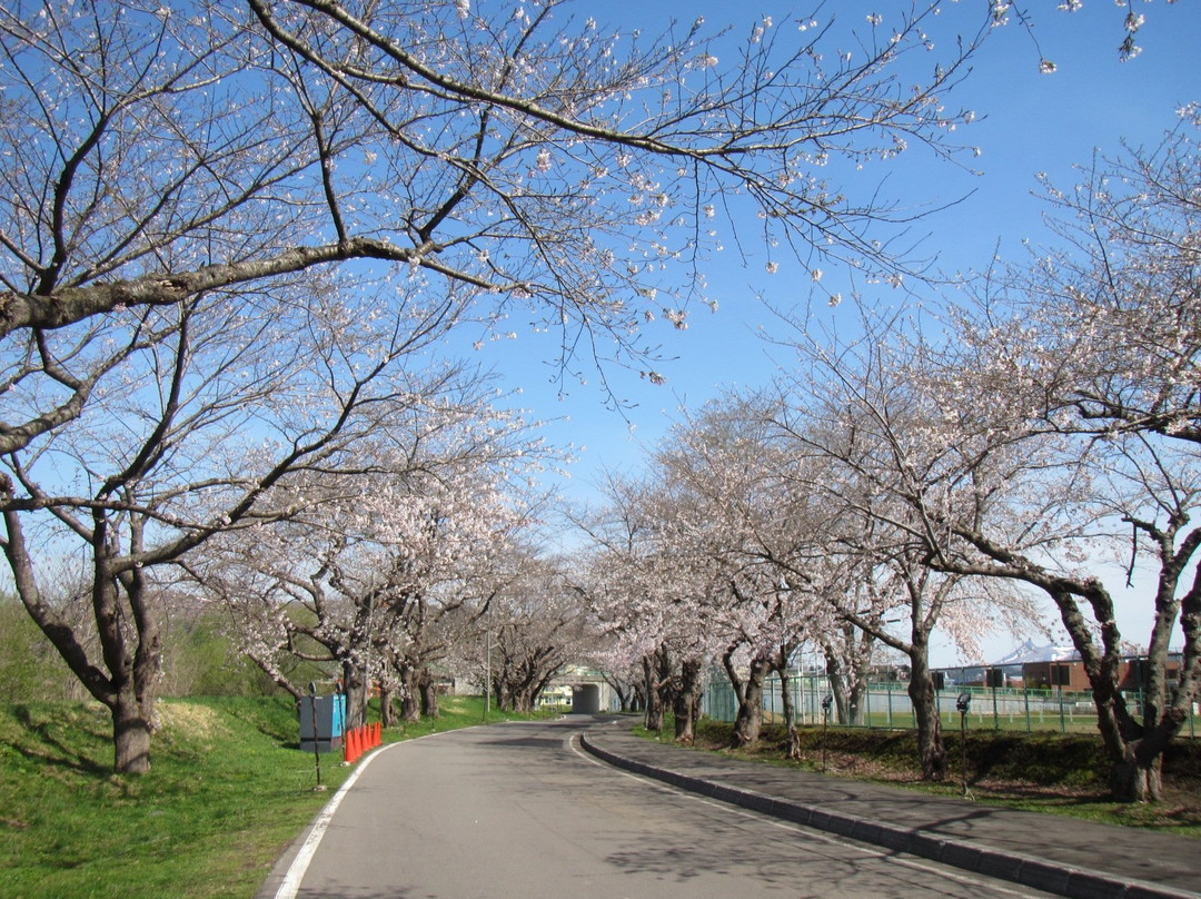 Ono River Cherry Blossom Avenue-北斗市必去景点