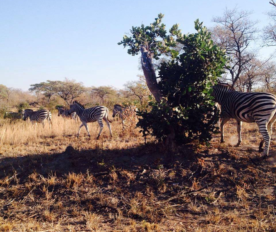 Dlamini 4 Africa Tours & Safaris-比勒陀利亚必去景点