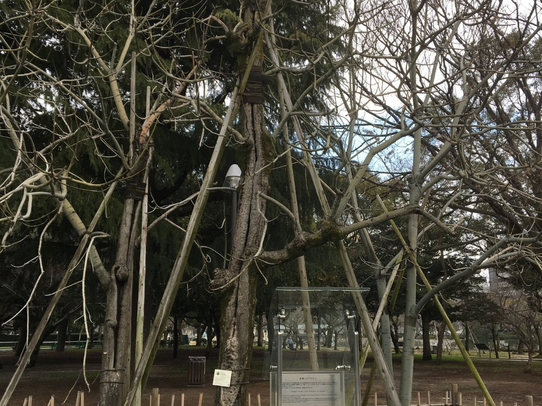 Chinese Parasol Tree That was Exposed to Hiroshima Bombing-广岛市必去景点