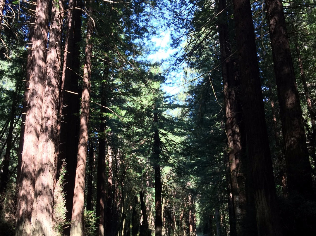 Navarro River Redwoods State Park景点图片