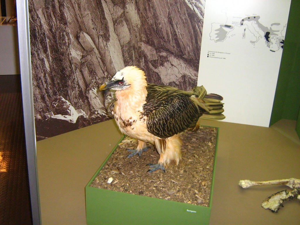 Bündner Naturmuseum-库尔必去景点