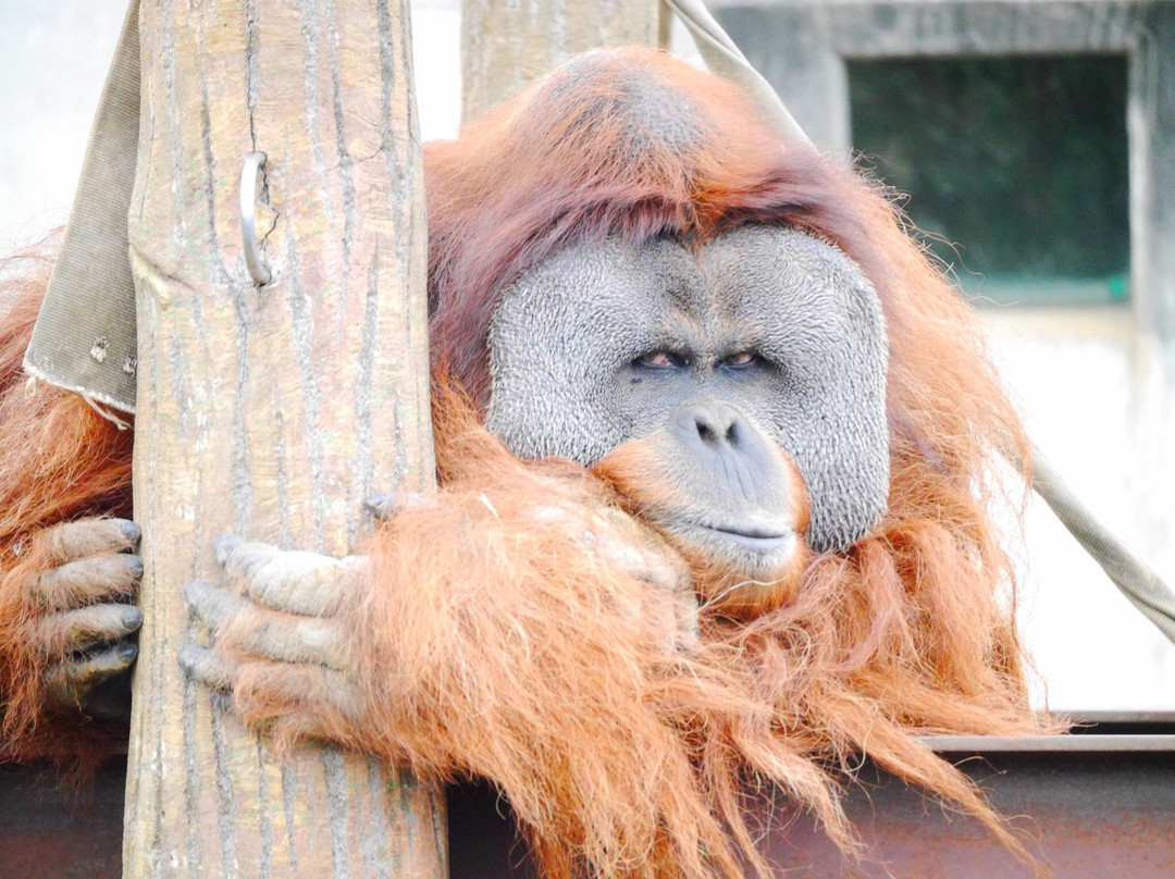 Chiba Zoological Park-千叶市必去景点