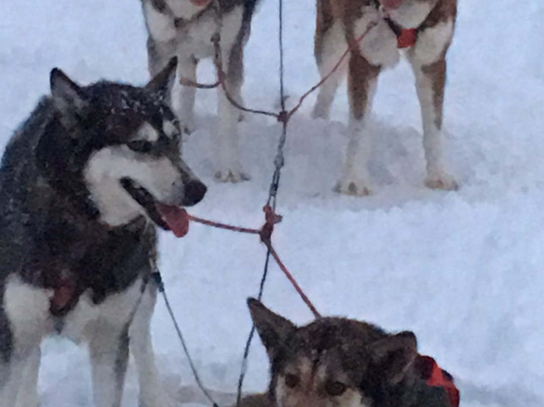 3 Dog Night Hostel - Sled Dog Tours-费尔班克斯必去景点