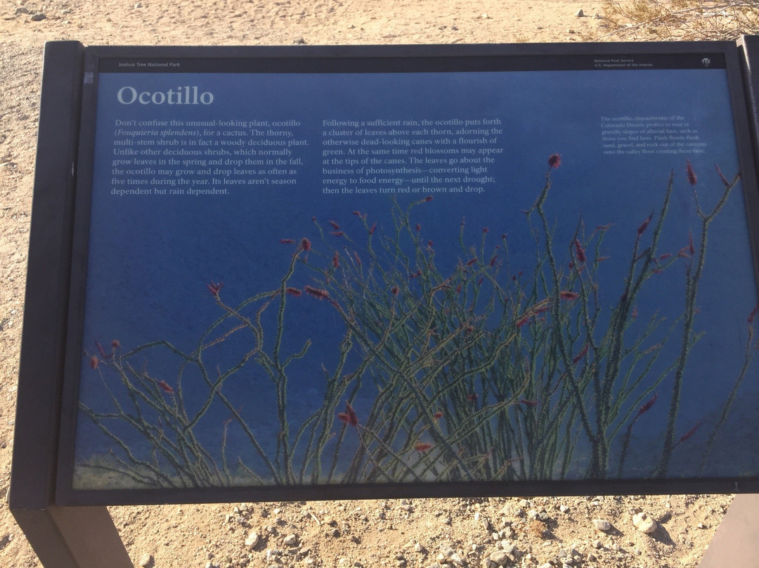 The Pinto Basin-约书亚树国家公园必去景点