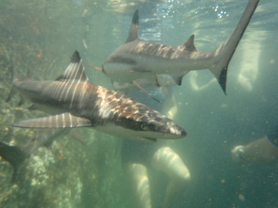 Bali Sharks-Serangan必去景点