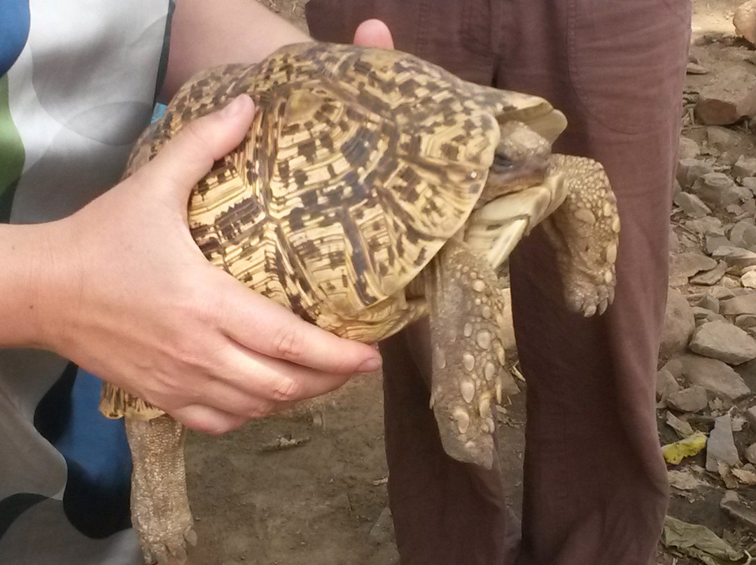 Nile Reptile Park景点图片